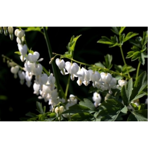 White Bleeding Heart 1 Plants Shade Shrubs Dicentra spectabilis White Bleeding Heart 1 Plants Shade Shrubs Dicentra spectabilis